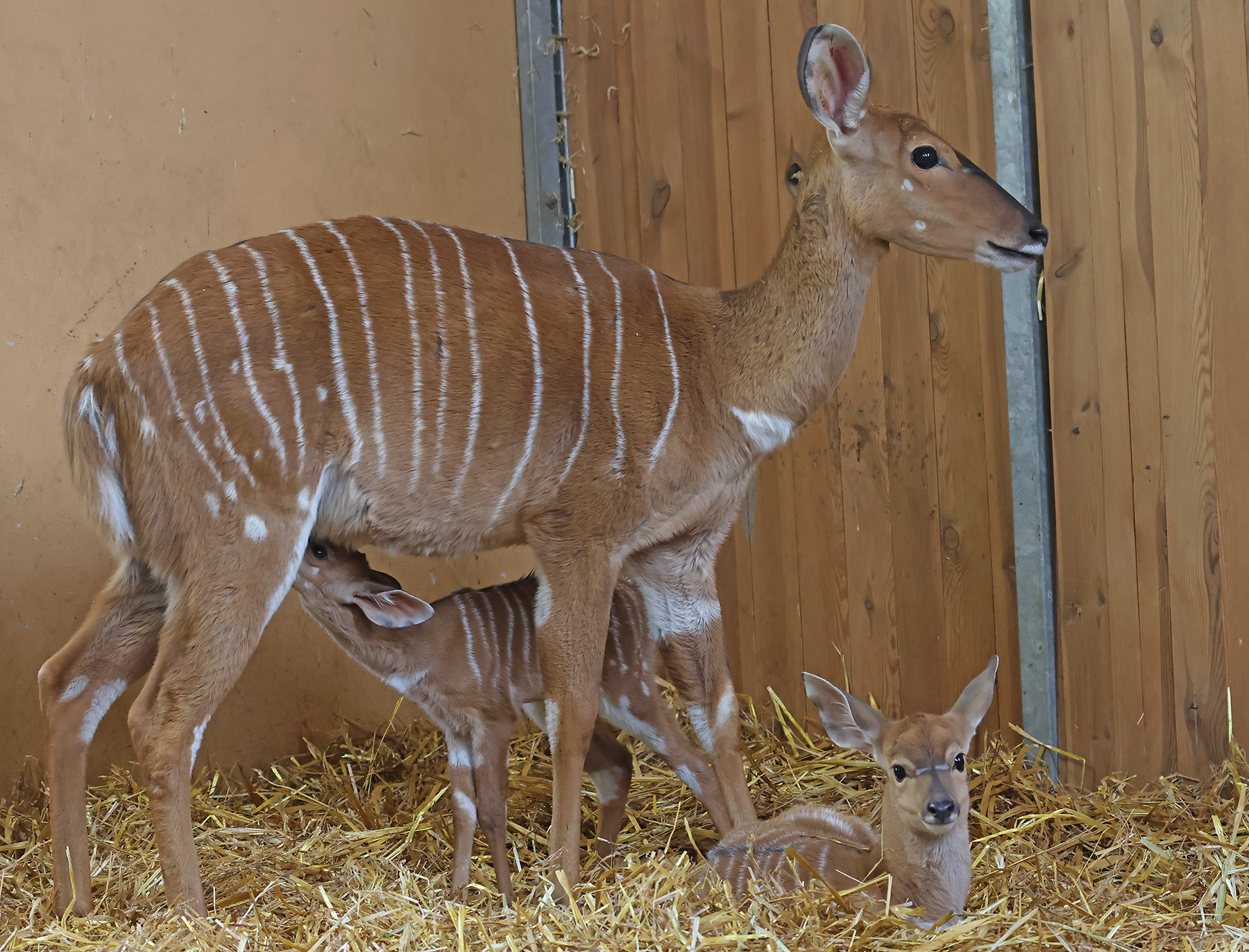 nyala nížinná Tragelaphus angasii 19 11 2024 km 10 mini 1