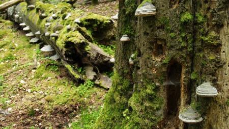 Přírodovědci objevili v malé rezervaci na Tachovsku 90 lišejníků a vzácné brouky