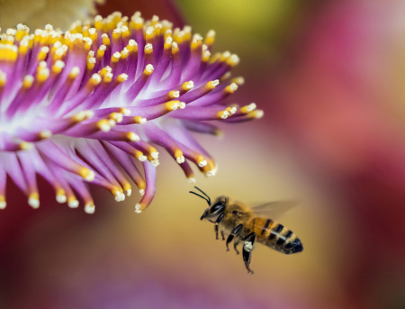 zahrada pro včely plzen cz