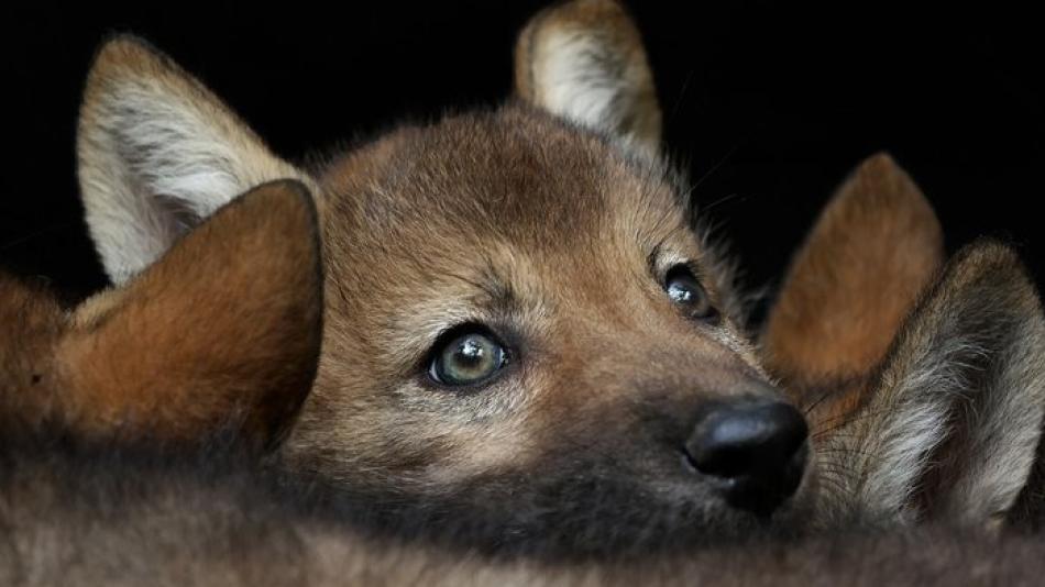 Vlčí den v plzeňské ZOO bude už v pátek