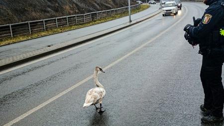 Nejen lidé chodí na procházky. Labuť se promenádovala uprostřed silnice