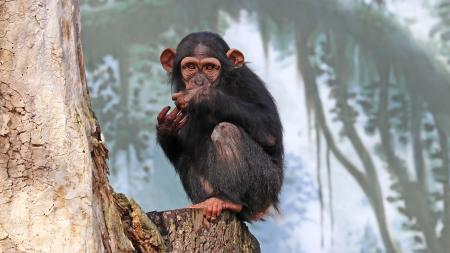 Šimpanzice Caila z plzeňské ZOO podstupuje biologickou léčbu kvůli vážným zdravotním problémům