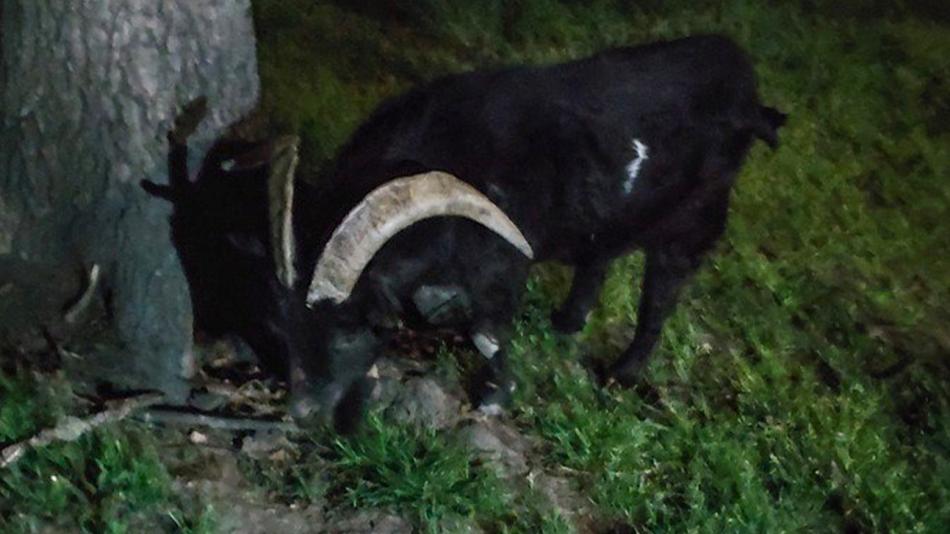 Neobvyklý výletníček. Strážníci odchytli zatoulaného kozla