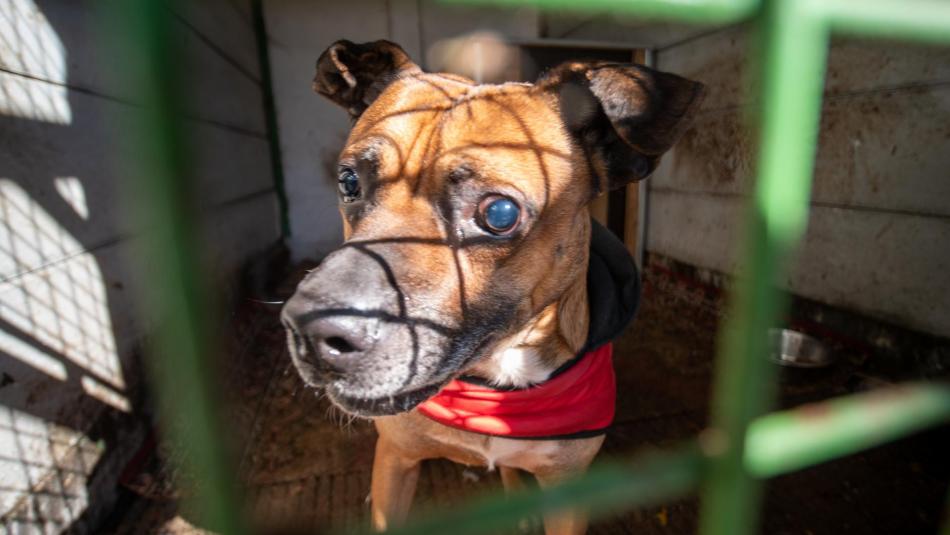 Klatovský útulek pro zatoulané a opuštěné psy nově umožňuje virtuální adopci