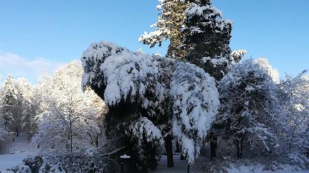 Pozor na sněhem přetížené stromy. V Plzni platí výstraha