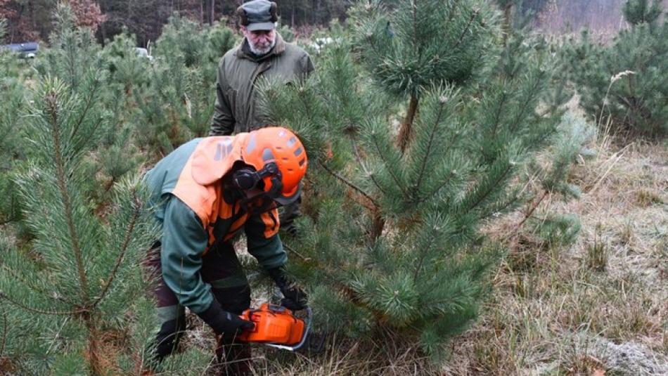 Lidé si opět budou moci u Košináře koupit vánoční stromky a ryby
