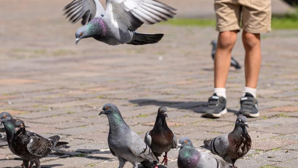 Holuby nekrmte, škodíte jim, vyzývá plzeňská radnice