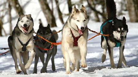 Etapový závod Šumava trail psích spřežení se koná již tento víkend