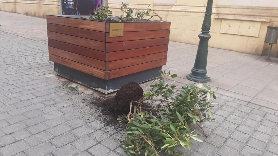 Vandalové, kteří poškodili stromy v centru Plzně, se přiznali. Škodu odpracují!