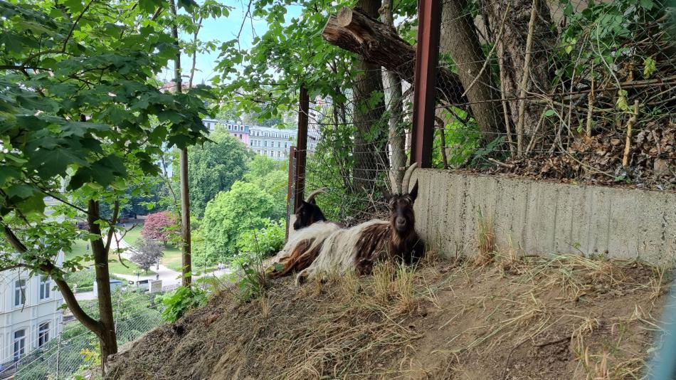 Údržba zeleně turistickou atrakcí! Svahy kolem hotelu Thermal spásají kozy walliserské