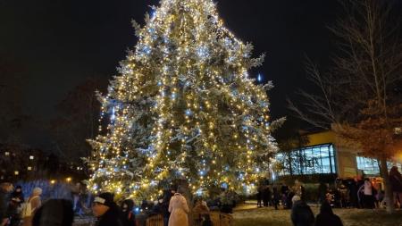 První obvod rozzáří o adventu hned několik vánočních stromů