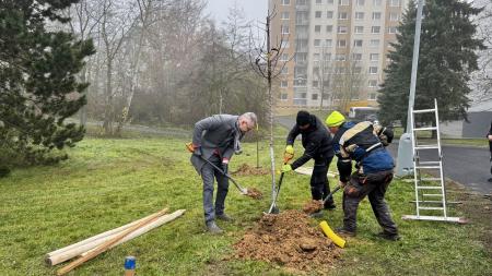 Na Jedničce přibyly ovocné stromy, o jejich výsadbě rozhodli lidé