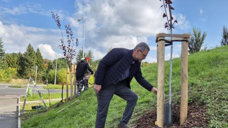 První plzeňský obvod rozkvete. Na jeho území přibyde tisíce květin a téměř stovka stromů