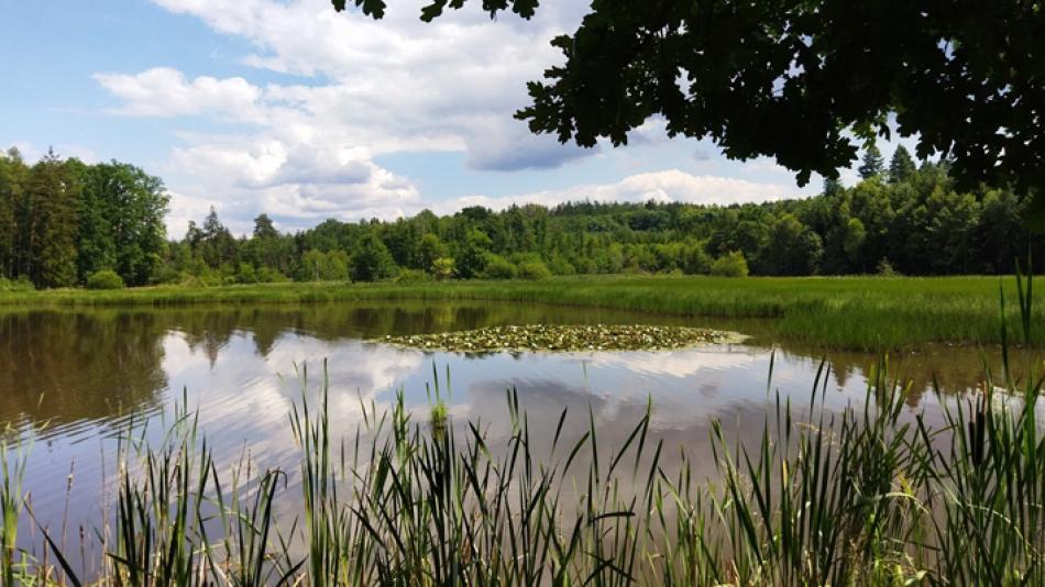 Plzeň plánuje obnovu asi hektarového rybníka v oblasti zaniklé obce Kokoty