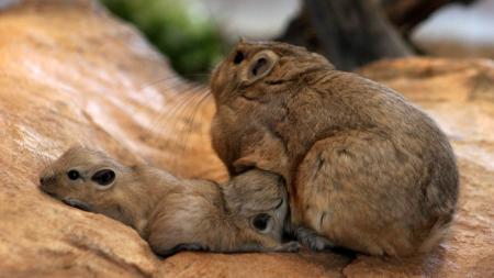 Plzeňská zoo se pochlubila novými přírůstky: Gundi saharští mají dvojčata