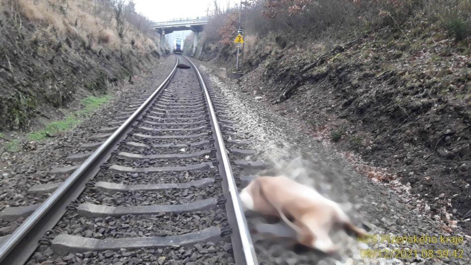 Kuriózní nehoda u Stříbra. Jedoucímu vlaku vstoupila do cesty ovce s kozou
