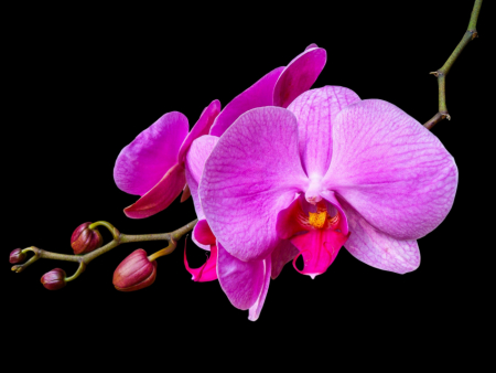 orchidej plzencz