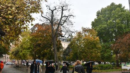 Plzeň musí vykácet dva stromy ve Smetanových sadech, hrozí jejich pád