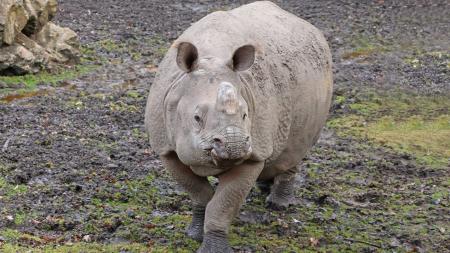Plzeňská zoo čeká nosorožce. Bude to už třetí mládě od samice Manjuly