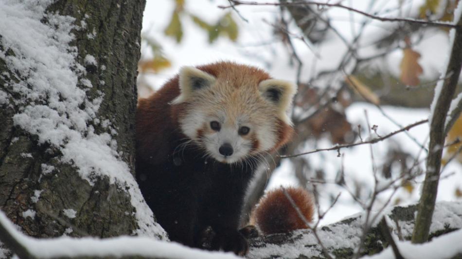 V plzeňské zoo rozdává dárky zlatá rybka už na Štědrý den dopoledne!