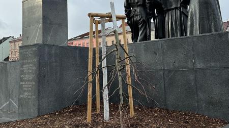 Nově vysazený strom na náměstí T. G. Masaryka znovu poničil vandal!