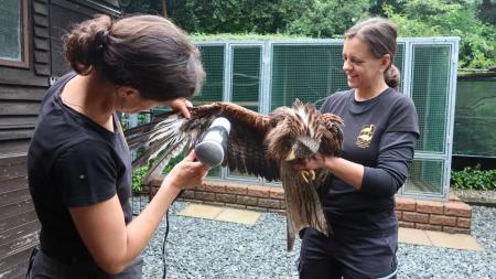 Zvířecí záchranáři pečovali v Plzni o divoká zvířata postižená deštěm a povodní, křídla sušili fénem