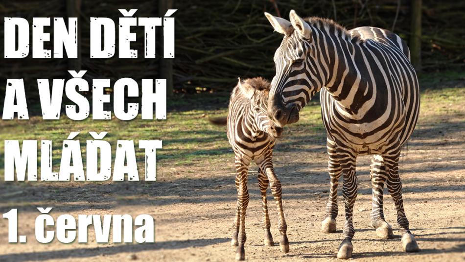 Máte rádi zvířata? Užijte si Dětský den v Zoo Plzeň!