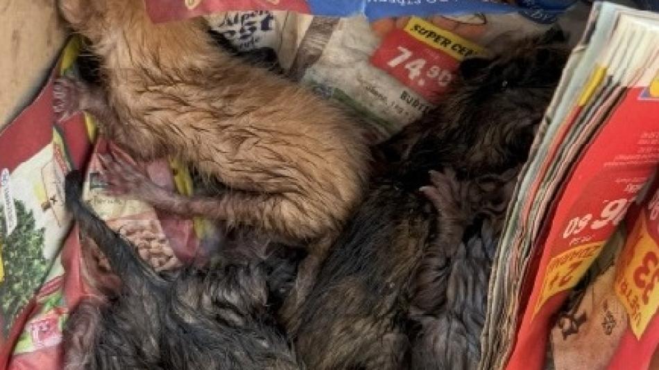 Otřesný případ v Holýšově. Koťata tam někdo odhodil do odpadu na sklo