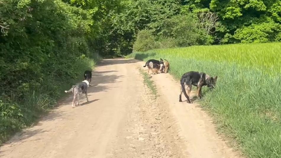 Neposlouchá vás váš chlupatý parťák? Přijďte na úvodní kurz poslušnosti
