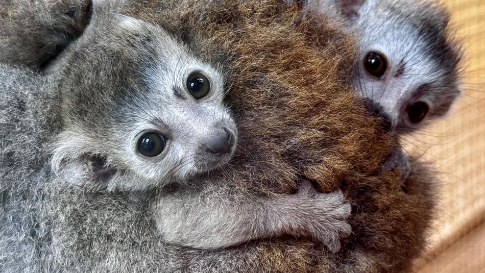 Plzeňská zoo slaví. Podařilo se jí odchovat mláďata madagaskarských lemurů korunkatých