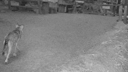 Vlků se u Srní na Šumavě může pohybovat víc, park připouští, že utekli z výběhu