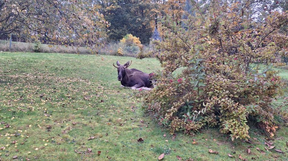 Policisté na Klatovsku zachraňovali losa Emila, uvízl na zahradě a nemohl se dostat ven