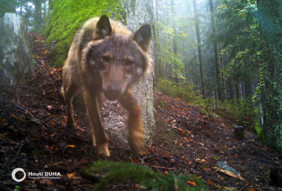 Vlci v Českém lese na lidi ani dobytek neútočí, chráněná krajinná oblast slaví 15 let