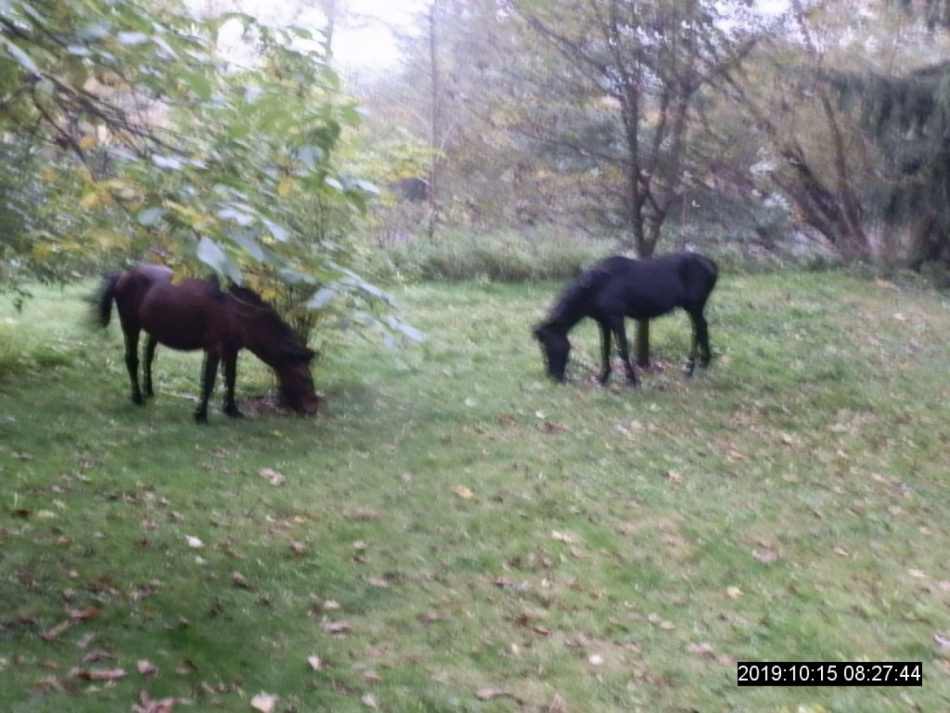 Koně utekli z nezajištěné zahrady, odchytit je museli strážníci