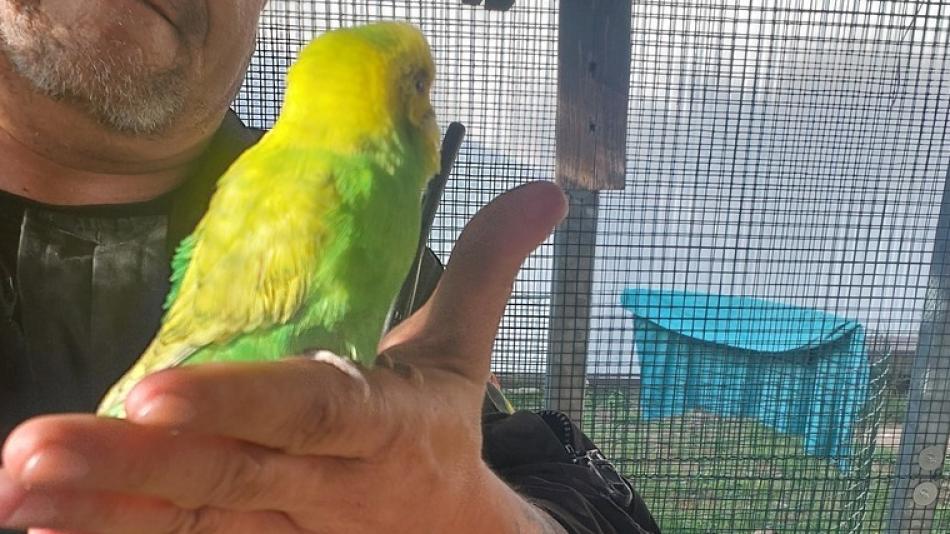 Opeřená posila tenisového klubu zpestřila hráčům neděli