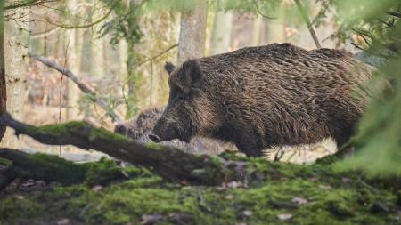 Myslivci v Plzni za rok téměř zdvojnásobili odlov divokých prasat