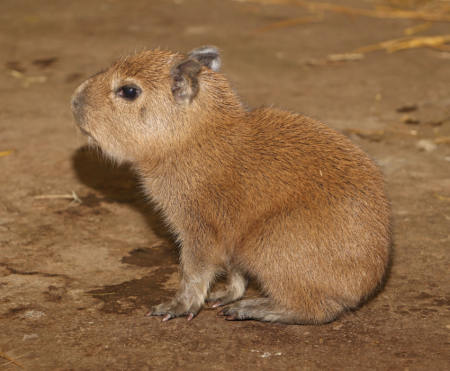 kapybara 2020
