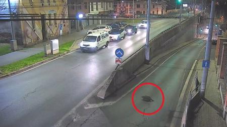 Neobvyklý turista musel svou prohlídku města předčasně ukončit