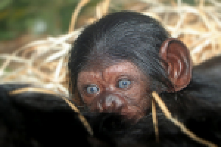 simpanz-ucenlivy-mlade-pan-troglodytes-6-1-2020-km-mini
