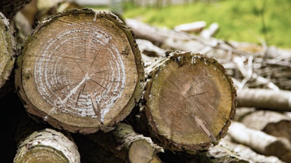 V přestárlých lesích na okraji Plzně začala těžba dřeva