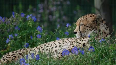Smutná zpráva z plzeňské zoo. Uhynul jeden z gepardích samců!