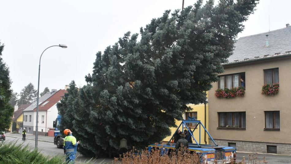 Plzeň hledá vánoční strom