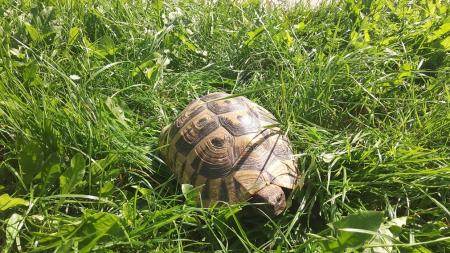 Kuriózní případ v Plzni: travou zahrady si to „štrádovala“ neohlášená želví návštěva