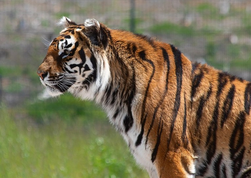 Německá řidička na Šumavě údajně viděla tygra blízko hranic s ČR