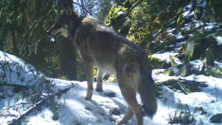 Vlků na Šumavě přibývá, vědci zkoumají jejich vliv na obnovu lesa