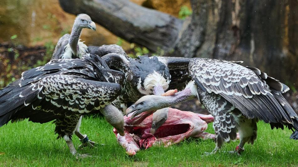 Komentované krmení supů v Gora Arku slibuje nezapomenutelný zážitek