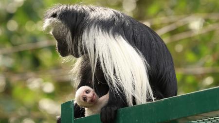 Plzeňská zoo hlásí přírůstek. Narodilo se mládě guerézy angolské