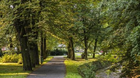 Sokolovsko chrání své přírodní klenoty. Letos přibyde nový památný dub