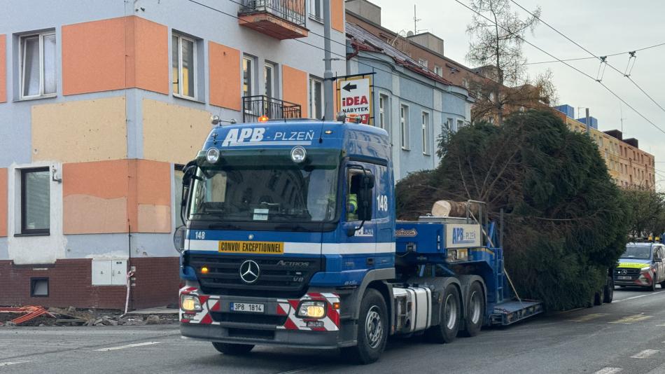 Vánočním stromem čtvrtého plzeňského obvodu je pětadvacetiletý smrk