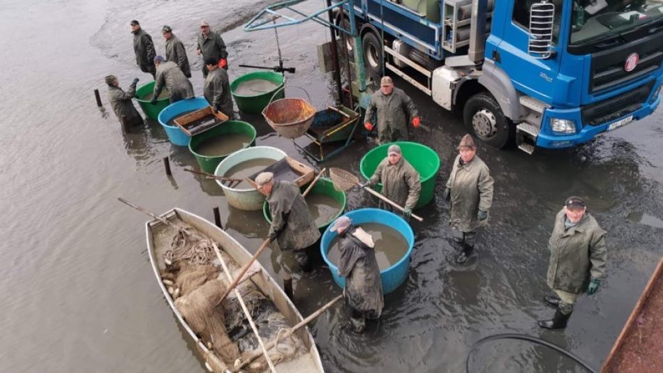 Rybářský svaz provádí podzimní zarybňování revírů v západních Čechách